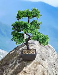 Artificial Bonsai Simulation Green Plants for Home Decoration Faux Potted Plants for Office and Garden No Maintenance Required